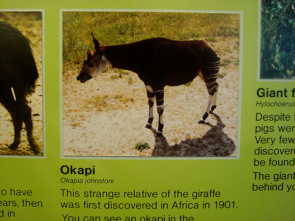 okapi